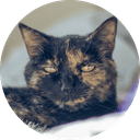 A tortoiseshell cat, in a profile picture