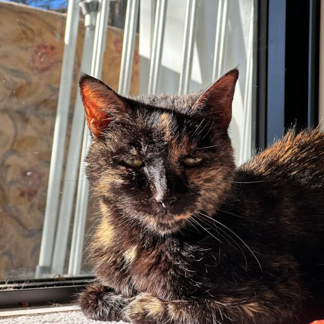 Profile picture of Jackson's cat Poppy. She was a tortoiseshell.